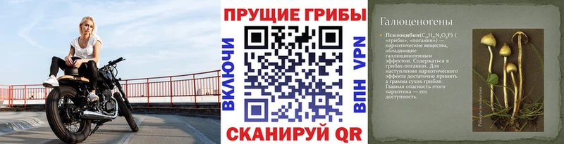 Галлюциногенные грибы Psilocybine cubensis Усолье
